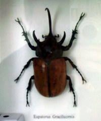 Eupatorus gracilicornis.jpg